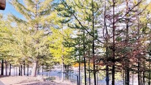 A forested area with a wooden deck and a dirt path leading to a body of water.