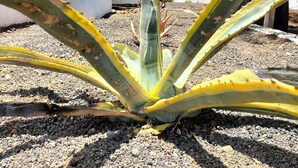 Un cactus en una zona de jardí amb parets blanques i un cel serè.
