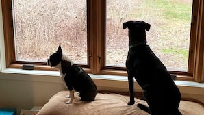 Two dogs sitting by a window with a view of a yard.