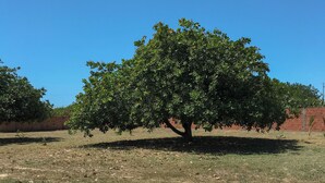 A tree in a grassy area with a clear blue sky. - Pousada Mar das Gaivotas (Cajueiro da Praia)