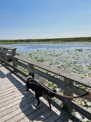 Stroll along the boardwalk to the serene lake, where you may spot lily pads and enjoy a peaceful walk with your pet.