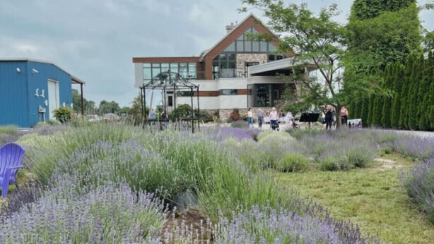 A modern building with a glass facade, surrounded by a field of lavender. - Nature Oasis: Waterfront, pet friendly, kayaks, SUPs, dock, amenities galore (Kingsville)