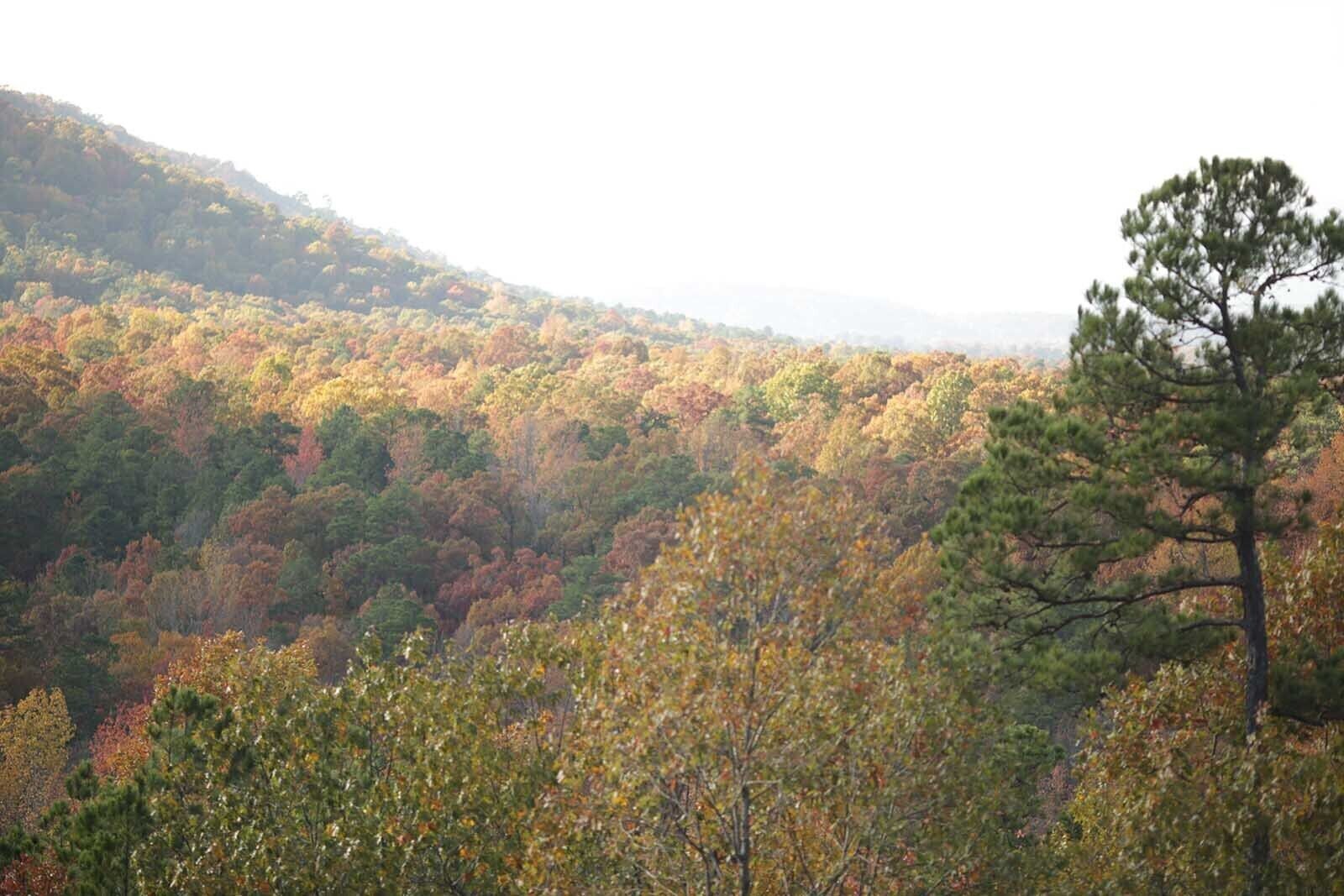 Un paysage boisé où l’on peut admirer une variété d’arbres aux couleurs automnales.