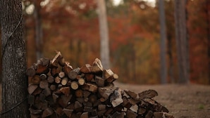 A stack of firewood against a tree in a forested area with blurred lights in the background.