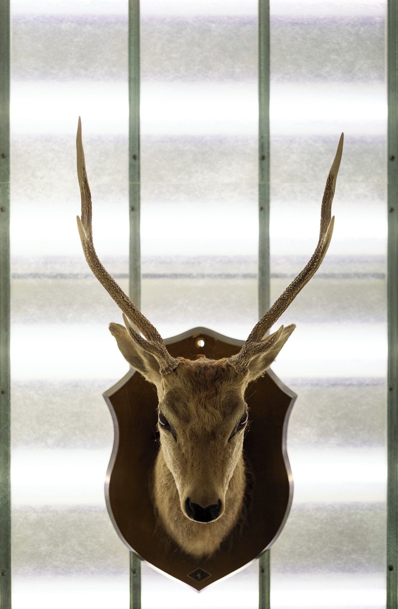 A deer head mounted on a metal wall, with a striped background.