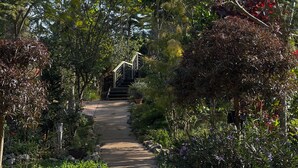 A garden pathway surrounded by various plants and trees.