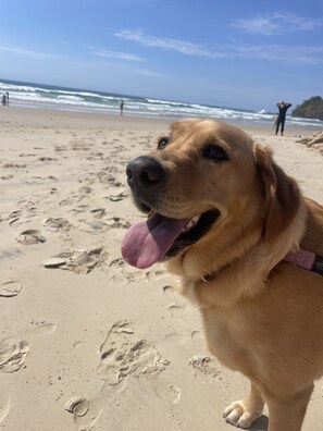 Un chien sur une plage de sable, avec des empreintes de pas, et une personne à l’arrière-plan.