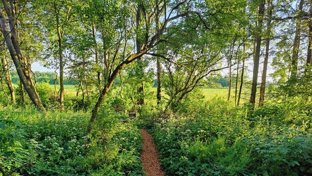 A wooden deck with lanterns, surrounded by dense greenery and trees. - Under Canvas Bornholm (Østermarie)