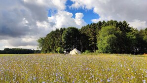 A tent in a field of blue flowers with a forest in the background. - Under Canvas Bornholm (Østermarie)