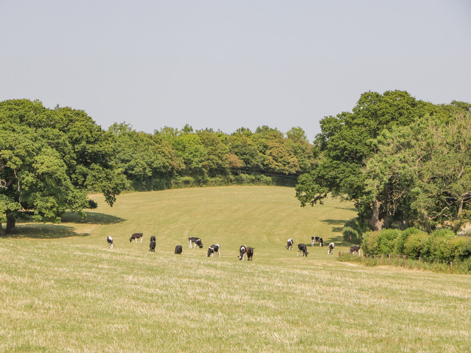 A rural landscape with a field of grazing cows and dense trees in the background.