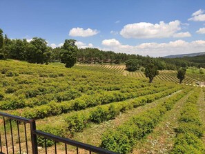 Viñedo con hileras de parras y árboles al fondo.