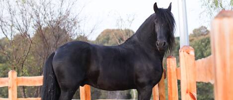 Premium bedding, free minibar items, in-room safe, desk