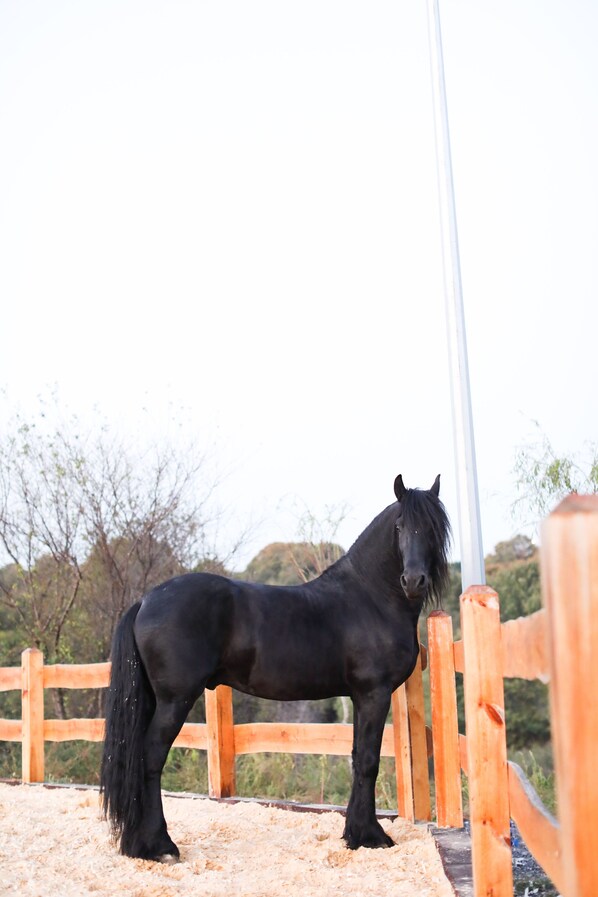 A black horse standing in a stable with a wooden fence and a white pole in the background. - Mavi At Hotel (Sariyer)