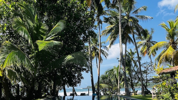 Uma piscina rodeada por vegetação exuberante e palmeiras, com vista para o oceano ao fundo.