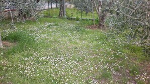 A garden with white flowers and olive trees. - Casa gli Ulivi: New cozy apartment, a few kilometers from Montepulciano.  (Montepulciano)