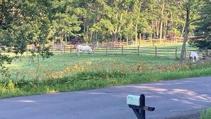 Sports court - The Bungalow. A beautiful spot to unwind, surrounded by nature (Horseheads)