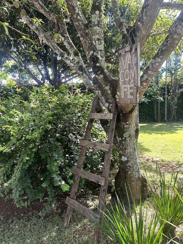 A wooden ladder leaning against a tree with a sign that reads "VIVA COM FIE".