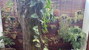 Een boom met klimplanten in een binnenplaats met potplanten en een houten bank.