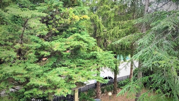Un jardin luxuriant, avec un feuillage dense, un chemin pavé et une clôture noire.