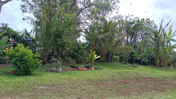 Un jardín con diversas plantas y árboles, entre ellos palmeras y un arbusto pequeño.