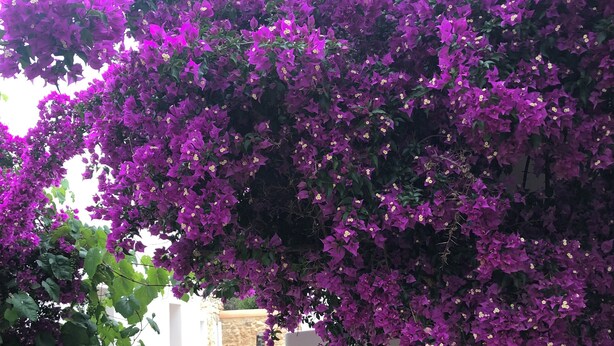 A pathway leading through a white wall with a wooden gate, surrounded by lush purple bougainvillea flowers. - Can Bonet de Baix Está Situada en el Centro de la Isla y Tiene Vistas al Campo (IB)
