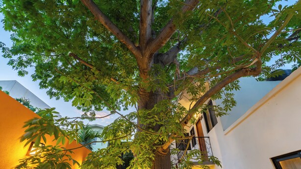 Un arbre à l’écorce épaisse et au feuillage dense, situé dans un espace extérieur adjacent à un bâtiment à la façade blanche et doté d’un balcon.