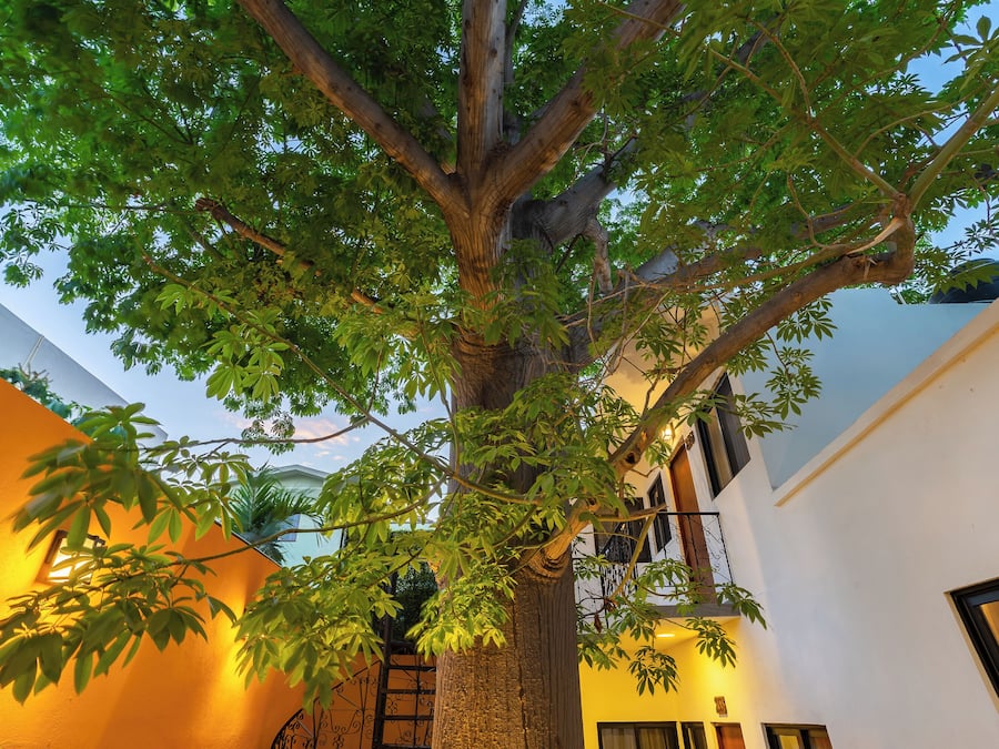 Habitación Deluxe, 1 cama de matrimonio | Terraza o patio