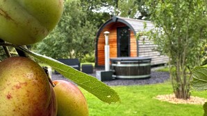 A tree with apples and a small wooden structure in the background.
