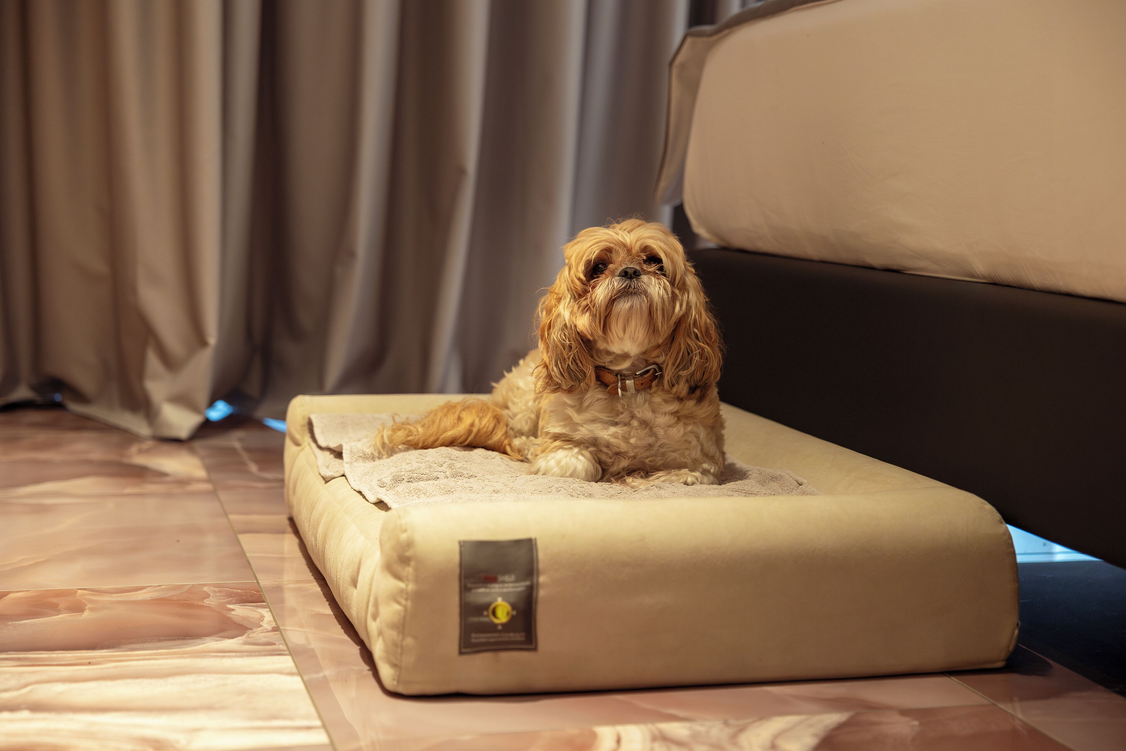 Un chien est allongé sur un coussin pour animaux de compagnie de couleur beige, dans une pièce dont le sol est en bois et où l’on aperçoit un rideau au fond.