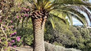 A palm tree with pink flowers and a stone pathway. - Villa "terre D'azur" Avec vue mer , Piscine, Jardin Clos, Rénovée (La Croix-Valmer)