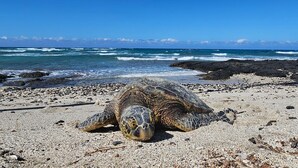 A sea turtle on a rocky beach with waves in the background. - Ocean and golf course views! (Waikoloa Village)