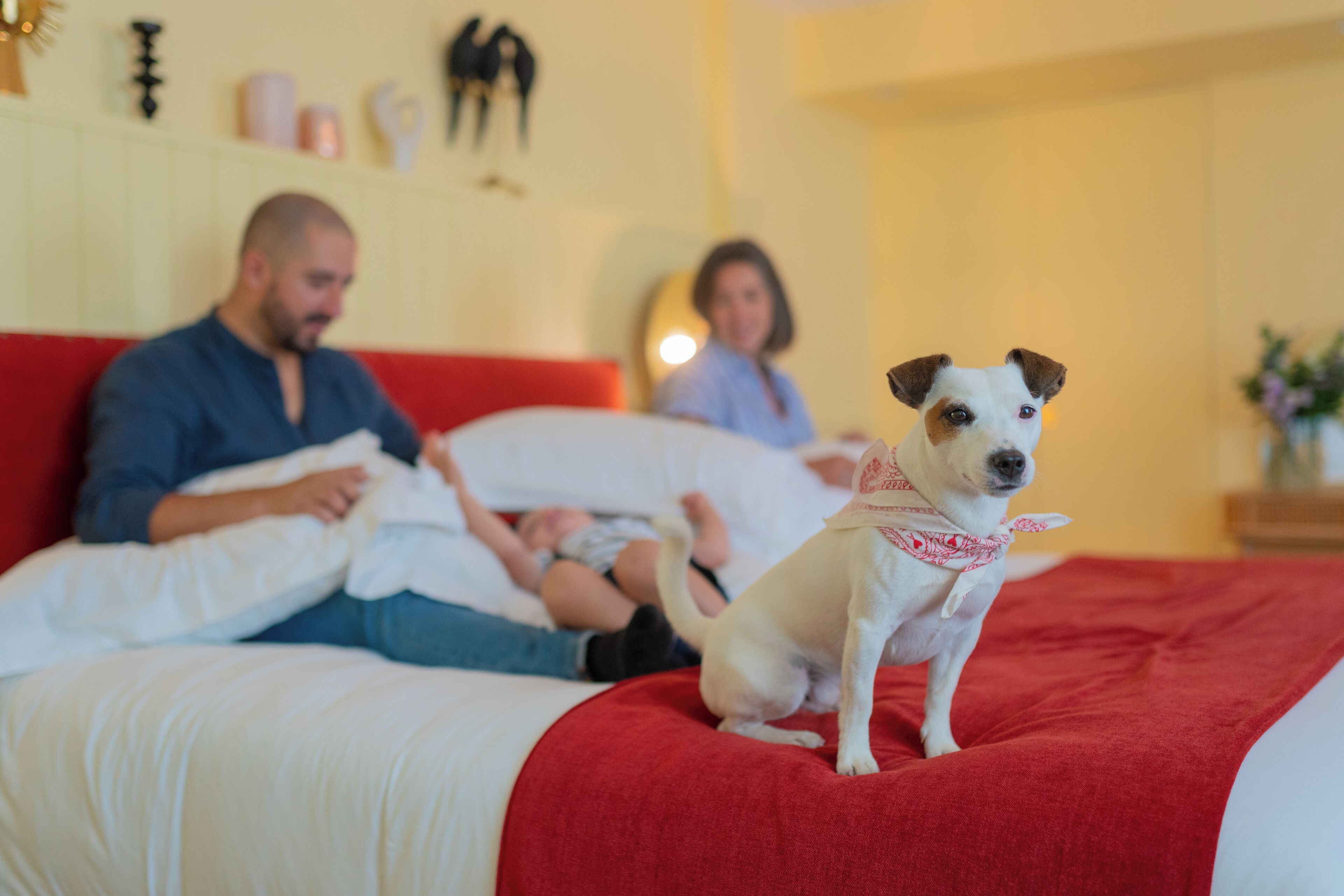 A dog sitting on a bed with a red headboard, a person lying in the background, and another person sitting on the floor.