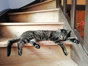 Interior - Holiday Home 'Monika Am Masenberg' with Mountain View, Shared Terrace and Wi-Fi (Vorau)