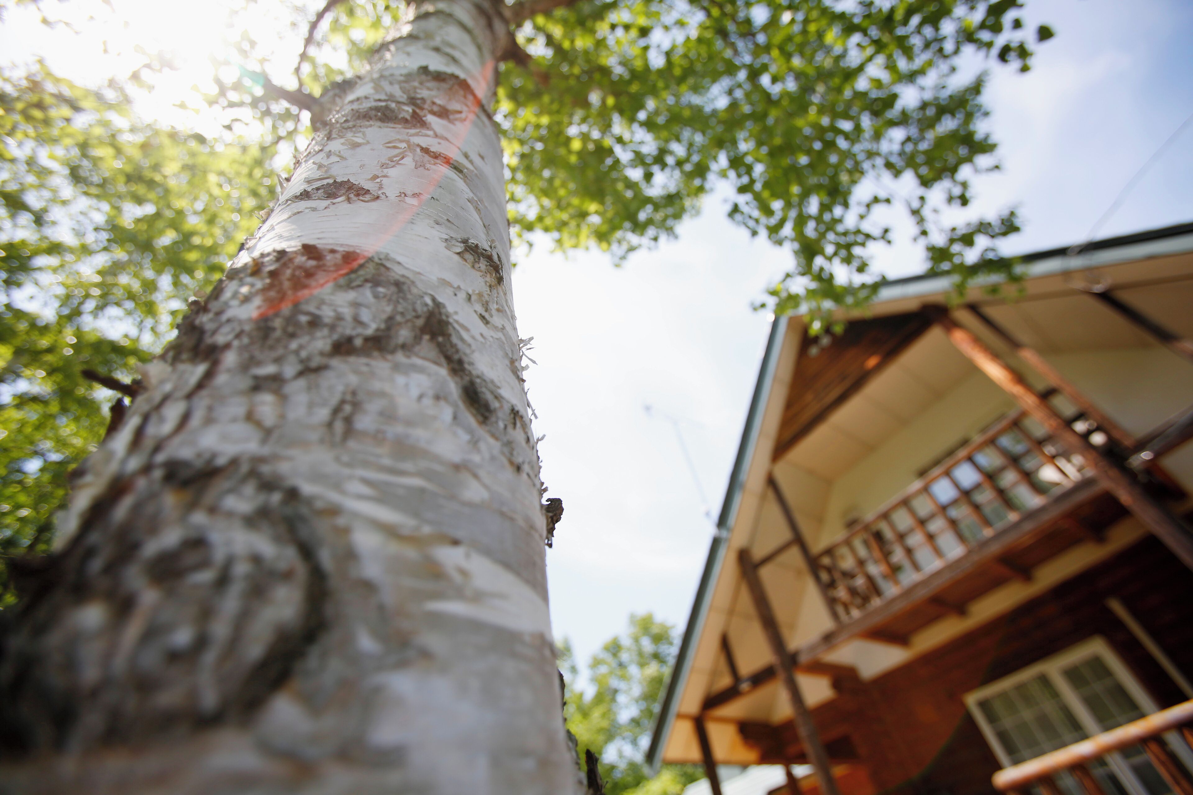 A tree with a white bark and a red marking, a wooden balcony, and a building with a sloped roof.