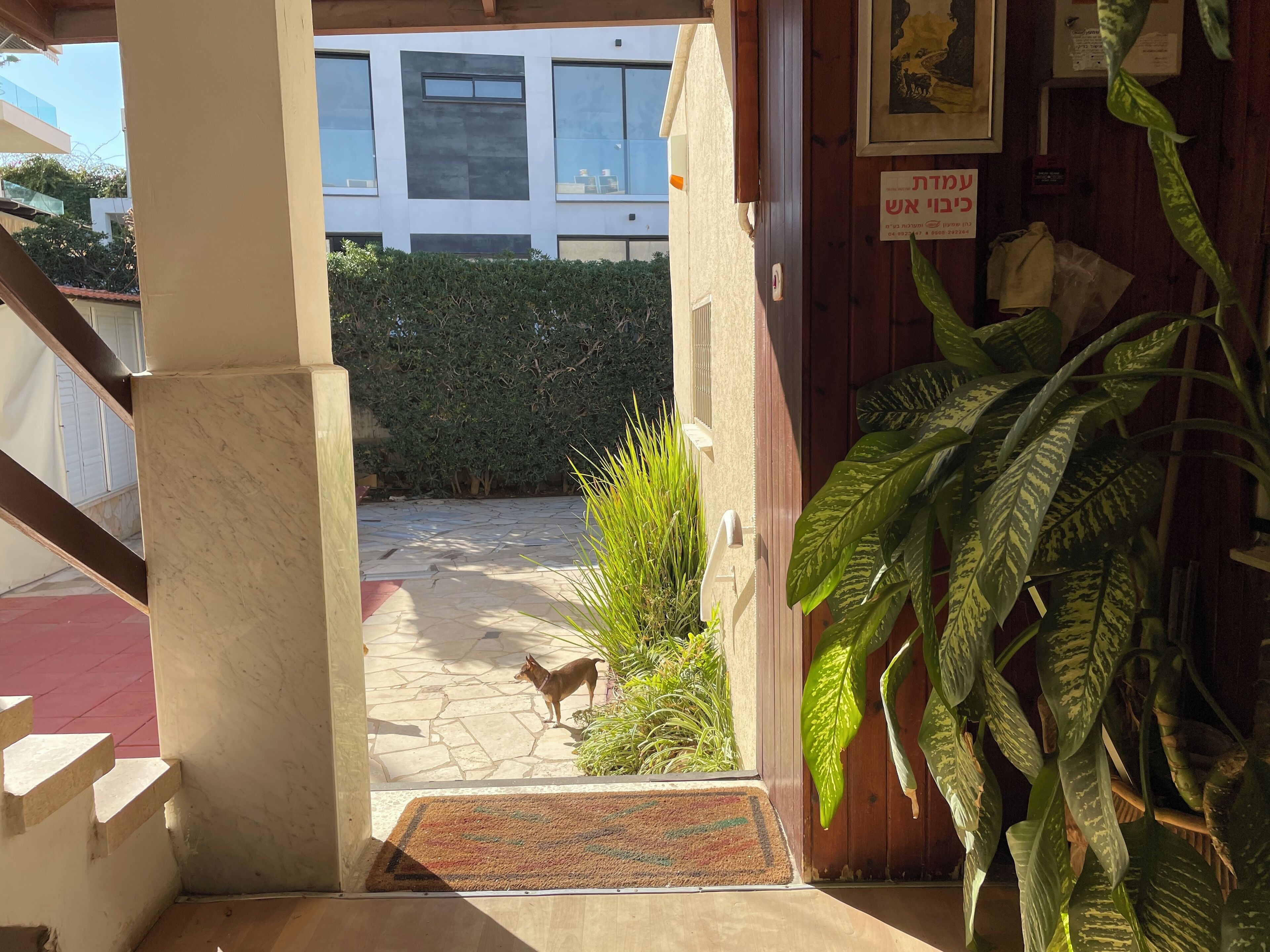 A doorway leading to a courtyard with a dog, a doormat, and a sign in Hebrew.