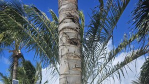 A palm tree with a sign indicating "Casablanca Garden Apartments" and a phone number. - Hidden Paradise Penthouse overlook Tropical Garden neatPalm Beach (Noord)