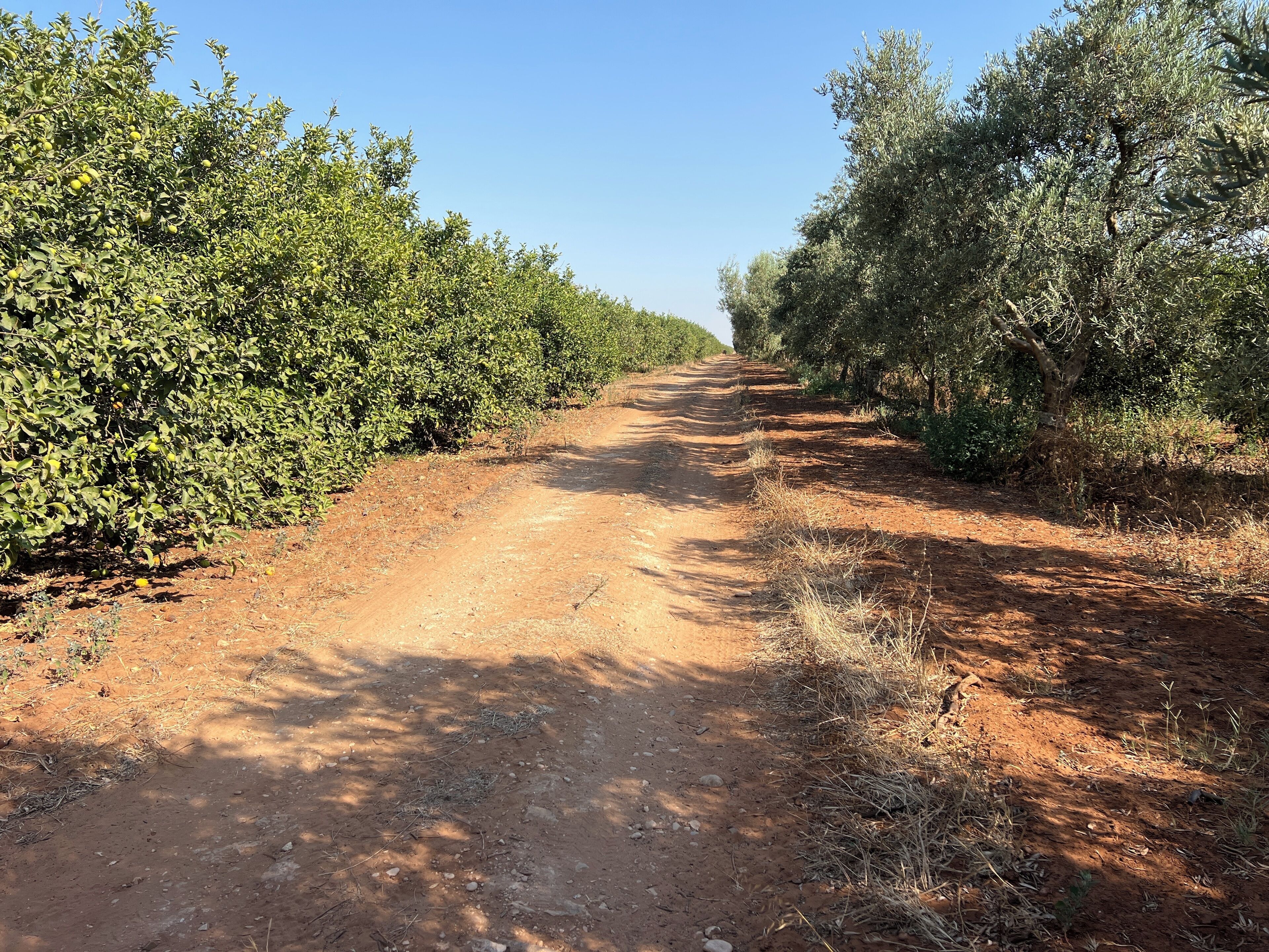 Un sentiero sterrato costeggiato da una fitta vegetazione verde, che si inoltra verso la distanza.