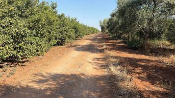 Un sentiero sterrato costeggiato da una fitta vegetazione verde, che si inoltra verso la distanza.