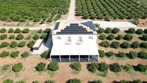 Un grande edificio con tetto piano e pannelli solari, circondato da file di alberi verdi.