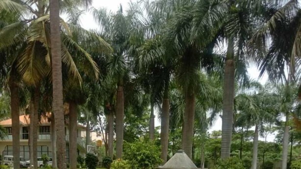 Ein angelegter Garten mit Palmen, einem Pavillon und einem gepflasterten Weg.
