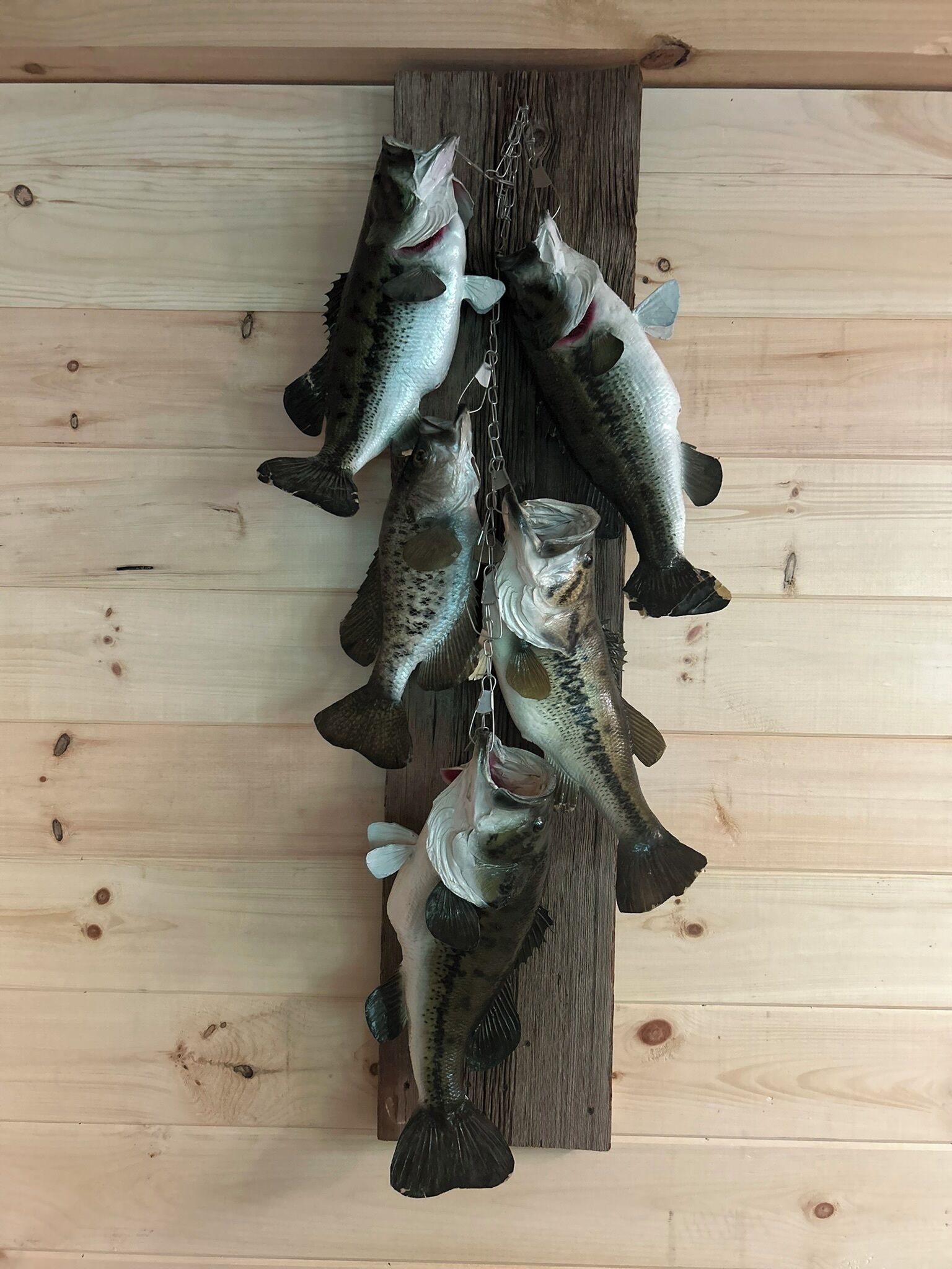 A wooden wall with multiple fish mounted on it.