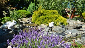 A garden with a stream, rocks, and purple flowers. - Holiday apartment, 3 bedrooms, garden, Słowino (Slowino)