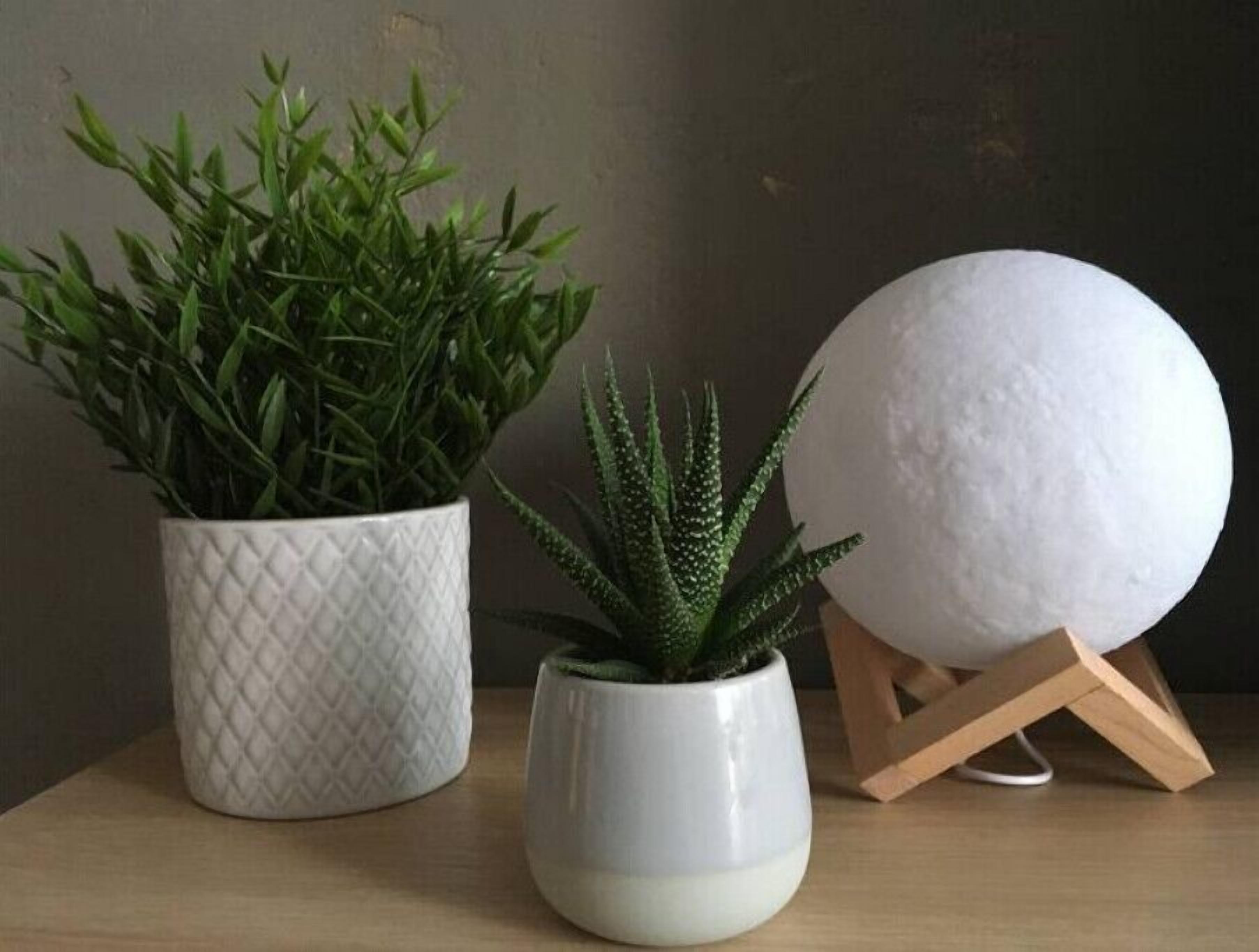 Two potted plants on a wooden surface.