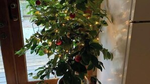 A potted plant with lights on the floor near a door and a refrigerator.
