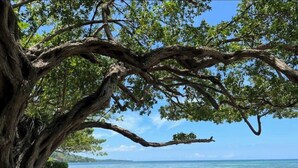 A tree with a twisted trunk and branches extending over a rocky shoreline with clear blue water and a distant landmass. - 1 bedroom Beach House at Bluefields Bay (bluefields)