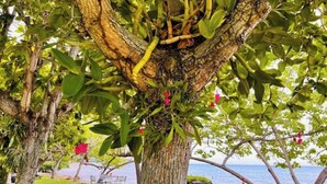 A tree with a curved trunk and green leaves, surrounded by a grassy area with a view of the sea. - 1 bedroom Beach House at Bluefields Bay (bluefields)