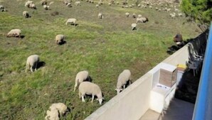 Vista di un prato verdeggiante con pecore al pascolo, un cielo azzurro limpido e un edificio con un balcone in primo piano.