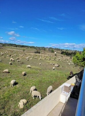 Vista desde la propiedad