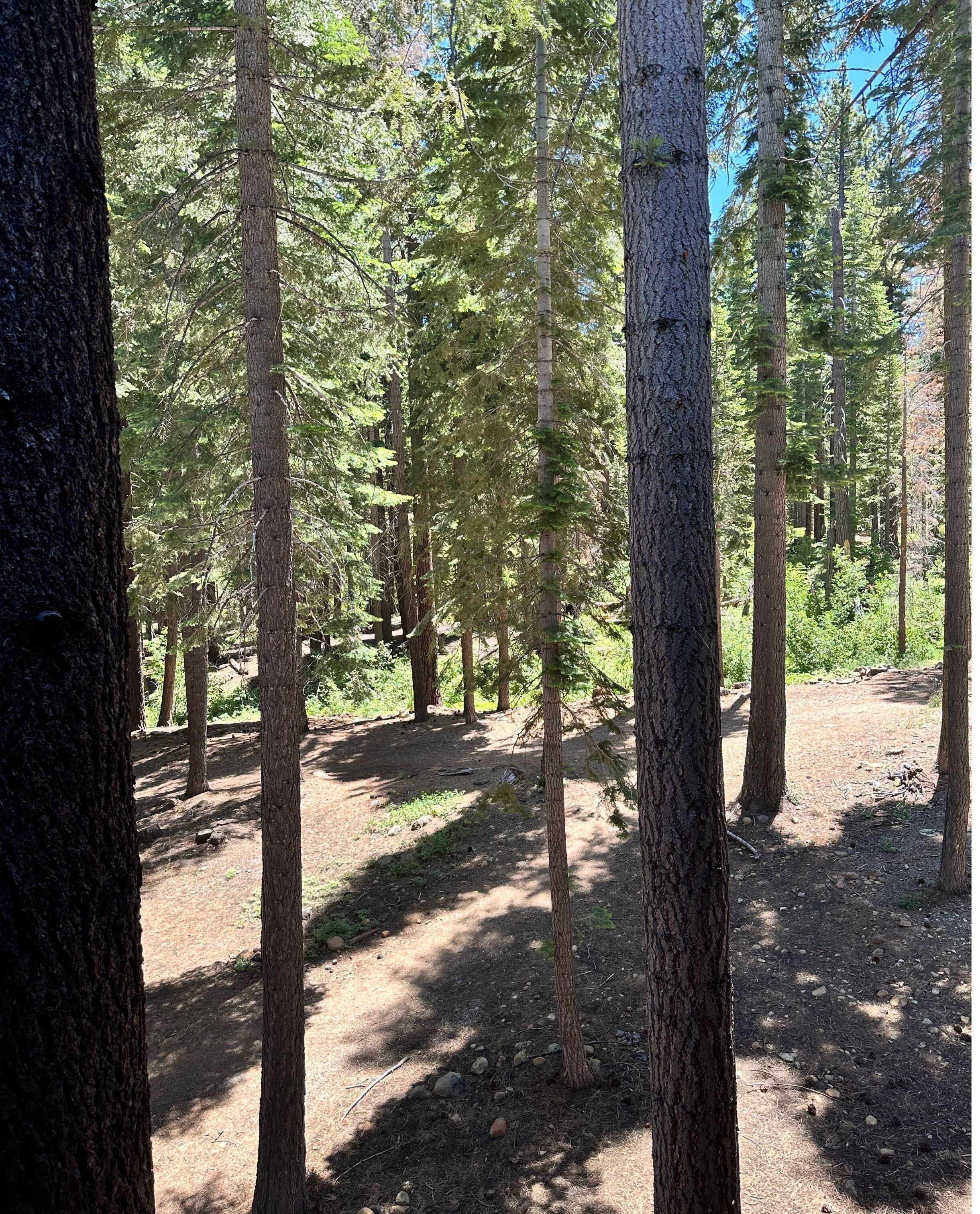 A forested area with tall trees and a dirt path.