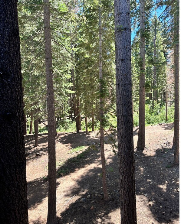 Uma área arborizada com árvores altas e uma trilha de terra.